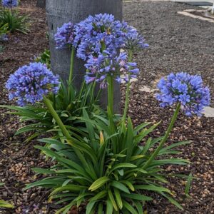 Agapanthus Atomicbloom® Santorini