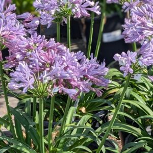Agapanthus Atomicsparks®Lavender