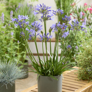 Agapanthus Eydori® Emma