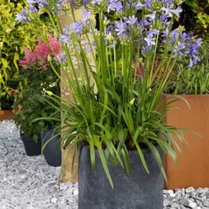 Agapanthus Eydori® Emma