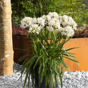 Agapanthus Eydori®Lynn
