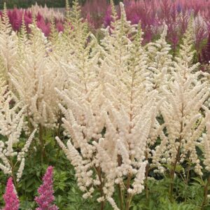 Astilbe chinensis Creamy Pearls