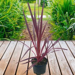 Cordyline Electric Flash Electric Pink