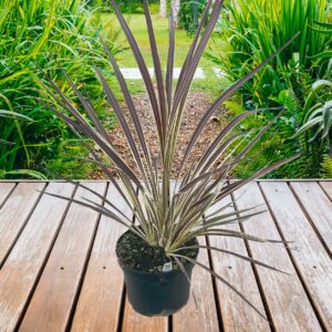 Cordyline Electric Flash
