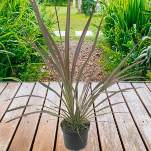 Cordyline Electric Flash Electric Star