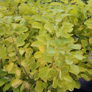 Cotinus coggyria Golden Lady