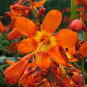 Crocosmia Peach Sunrise