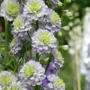 Delphinium elatum Highlander Crystal Delights