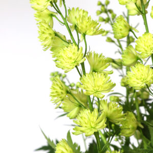 Delphinium elatum Highlander Artic Sensation