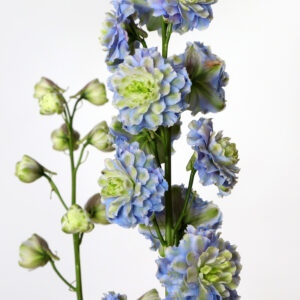 Delphinium elatum Highlander Creme Fresh