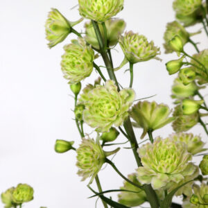 Delphinium elatum Highlander Polar Sensation