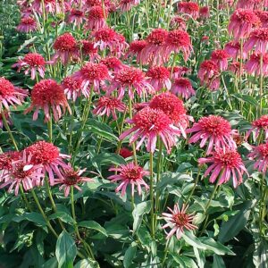 Echinacea tall double Guava Ice