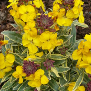Erysimum Fragrant Star