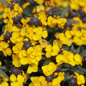 Erysimum Fragrant Sunshine