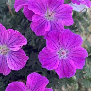 Geranium hybrid Frivolius Flashing Pink®