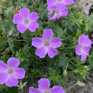 Geranium hybrid Frivolius Lilac®