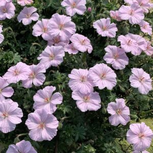 Geranium hybrid Frivolius Pink®