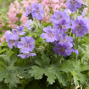 Geranium x magnificum Ernst Pagels