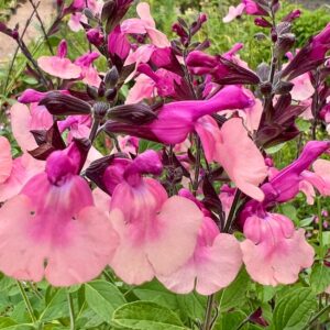 Salvia Melba Magic® Peach
