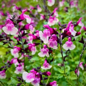 Salvia Melba Magic® Raspberry