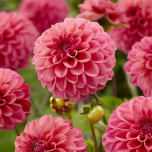 Dahlia Bazuin® Pink