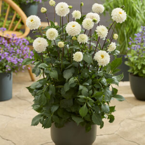 Dahlia Bazuin® Snow Owl