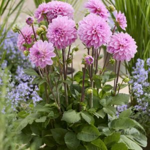 Dahlia Bazuin® Lavender