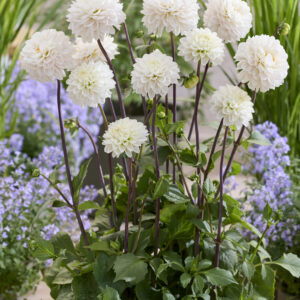 Dahlia Bazuin® Snow Owl