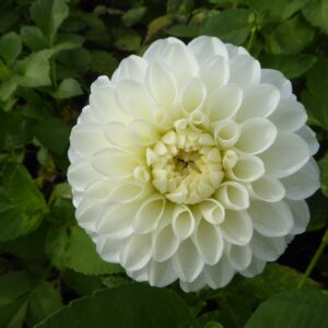 Dahlia Bazuin® Snow White