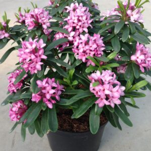 Daphne Pink Fragrance