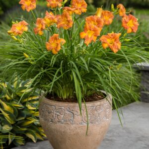 Hemerocallis EveryDaylily™ Bronze