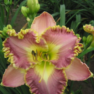 Hemerocallis Double Ruffled Lavender Tutu