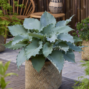Hosta Skywriter