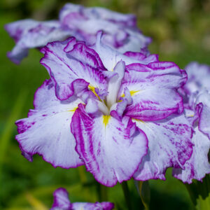 Iris ensata Harlequinesque