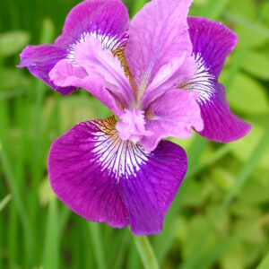 Iris sibirica Lady Vanessa