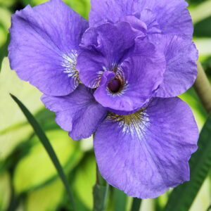 Iris sibirica Rambunctious
