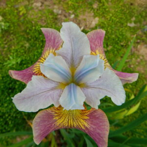 Iris sibirica Sugar Rush