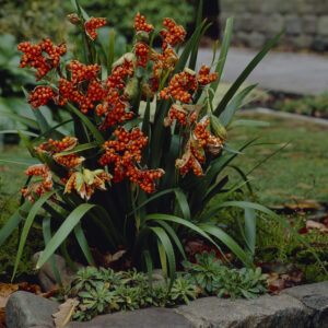 Iris foetidissima Citrina