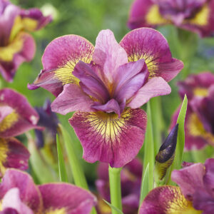 Iris sibirica Ruby Gold