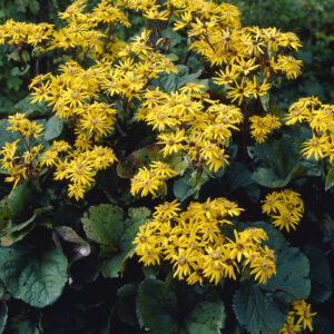 Ligularia Othello