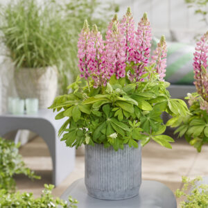 Lupine Goldtopp® Flamingo