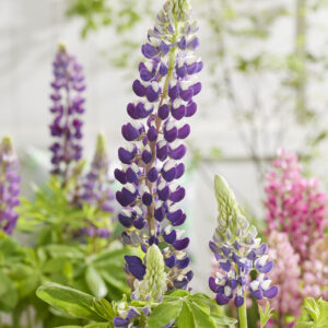 Lupine Goldtopp® Hummingbird