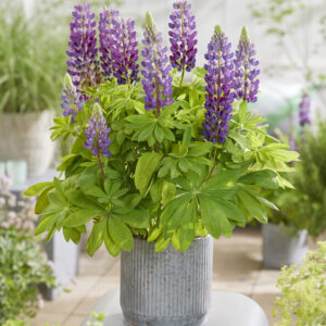 Lupine Goldtopp® Woodstar