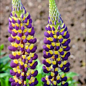 Lupine Midnight Majesty