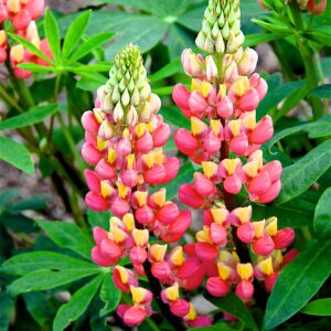 Lupine Salmon Sultan