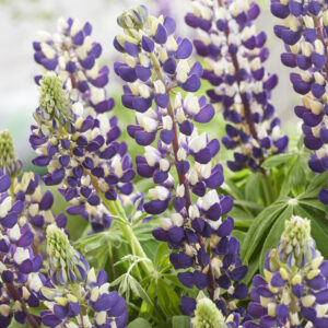 Lupine Purple Emperor