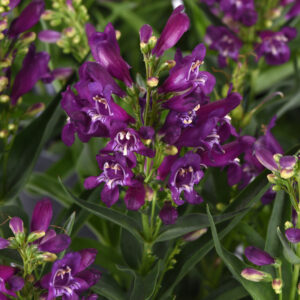 Penstemon Rock Candy® Purple®