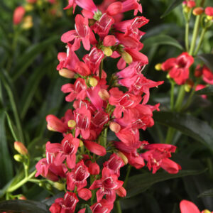 Penstemon Rock Candy® Coral®