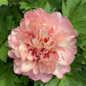 Paeonia Itoh Garden Candy® Rock Candy