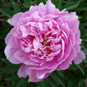 Paeonia Itoh Impossible Dream